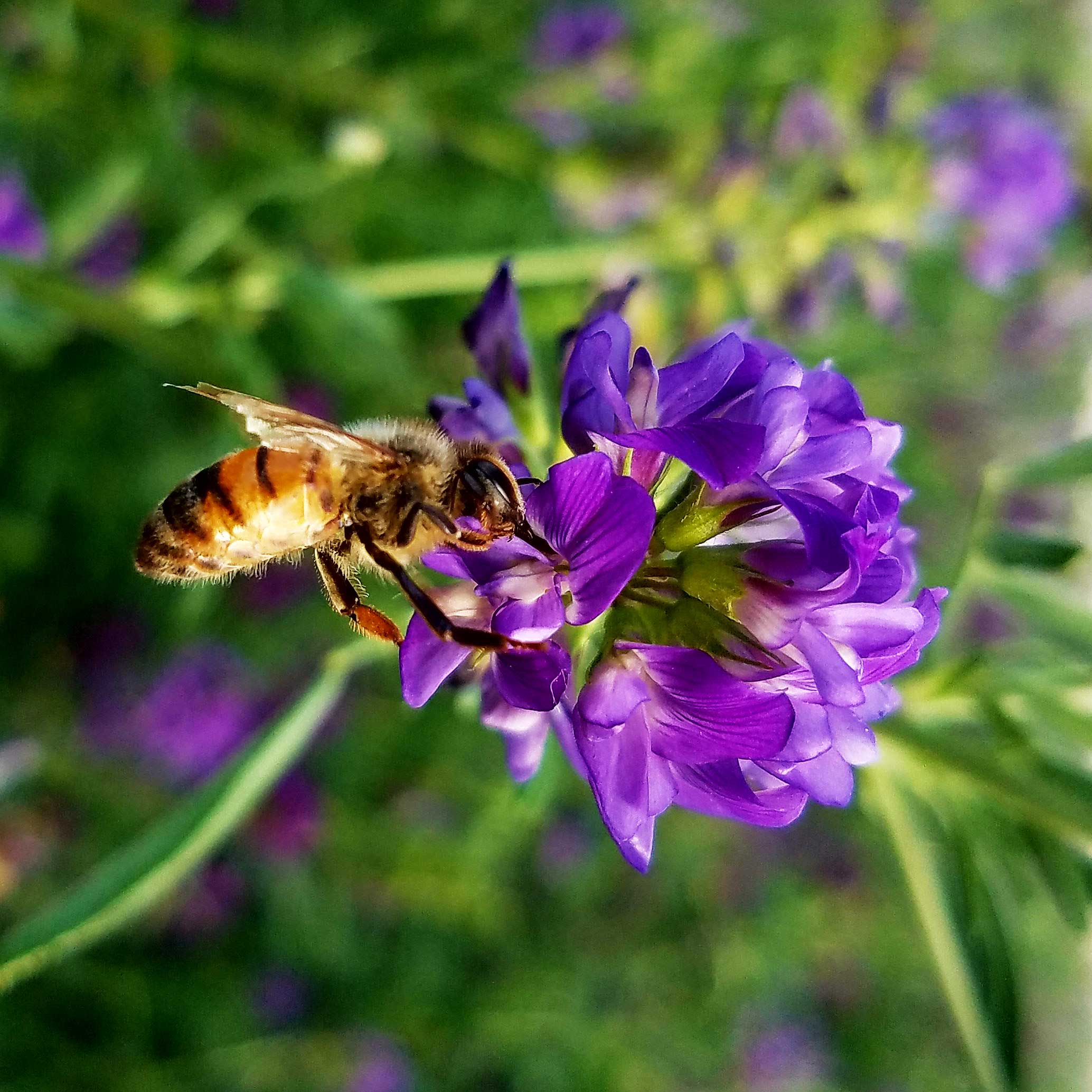 زنبور روی گل یونجه