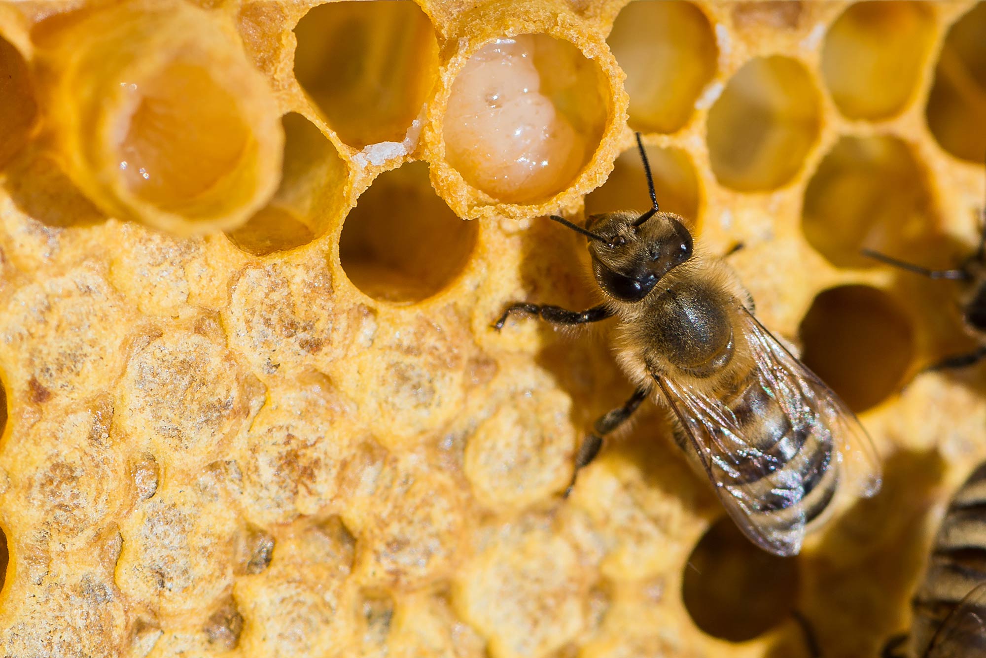 زنبور عسل و کندو